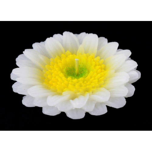 Свічка - квітка Біла хризантема